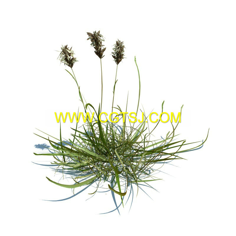 Archmode.126-草和小植物模型的图片17