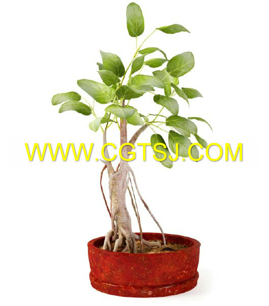 Archmode.75-盆栽植物模型的图片26