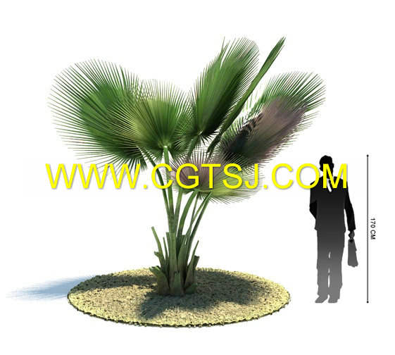Archmode.85-热带植物模型的图片4