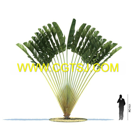 Archmode.85-热带植物模型的图片8