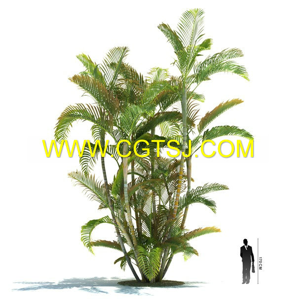 Archmode.85-热带植物模型的图片14