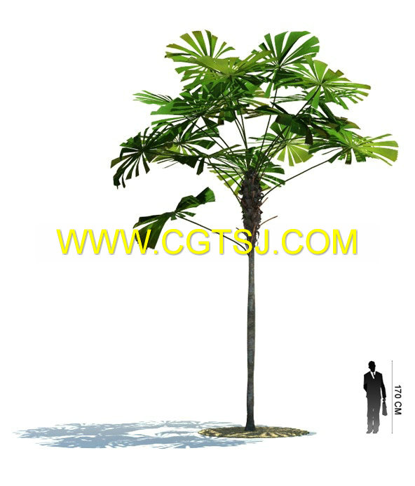 Archmode.85-热带植物模型的图片24