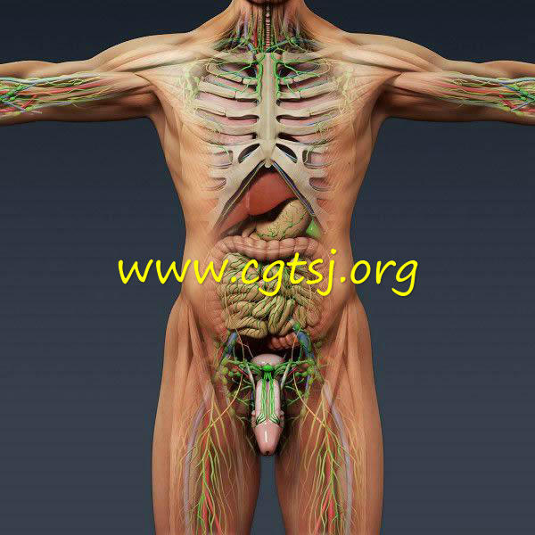 人类男性和女性完整的解剖的图片1