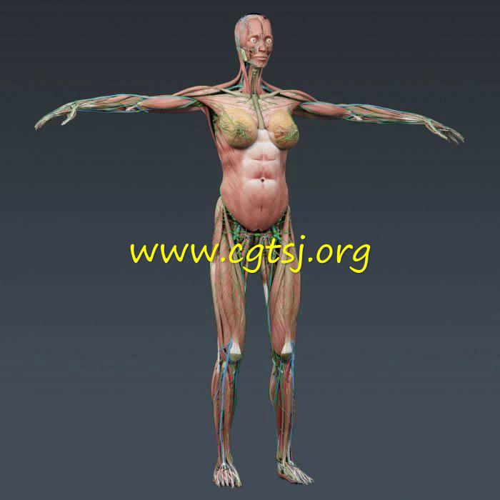 人类男性和女性完整的解剖的图片4