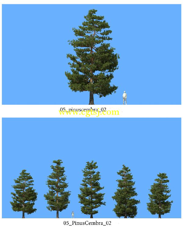 松树3D模型合辑的图片1