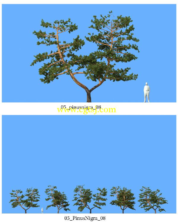 松树3D模型合辑的图片2