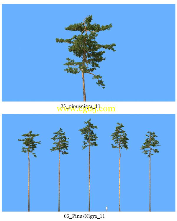 松树3D模型合辑的图片3