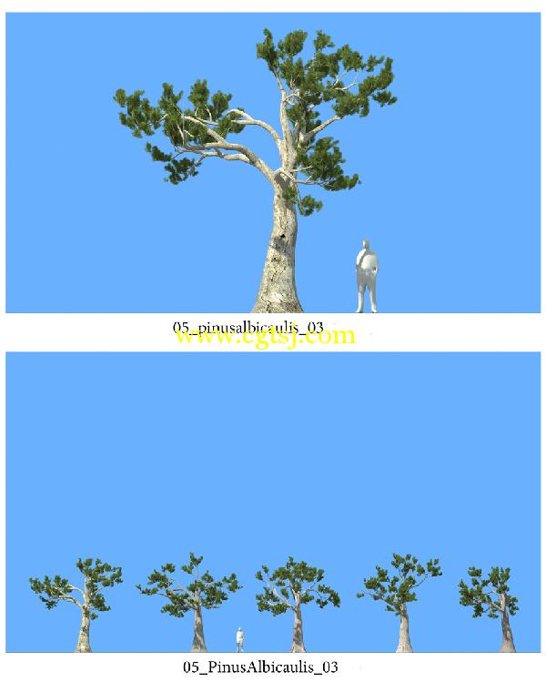 松树3D模型合辑的图片4