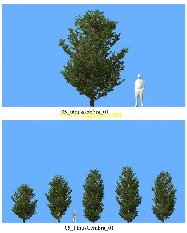 松树3D模型合辑的图片5