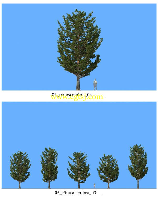 松树3D模型合辑的图片6