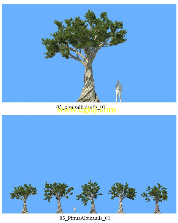 松树3D模型合辑的图片7