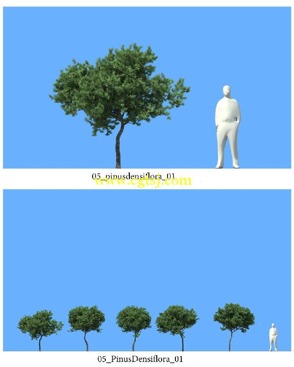 松树3D模型合辑的图片8