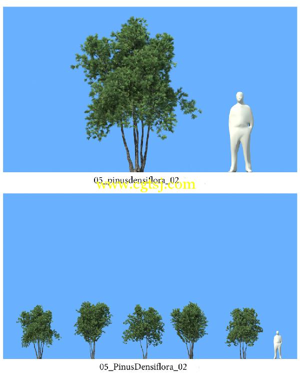 松树3D模型合辑的图片9