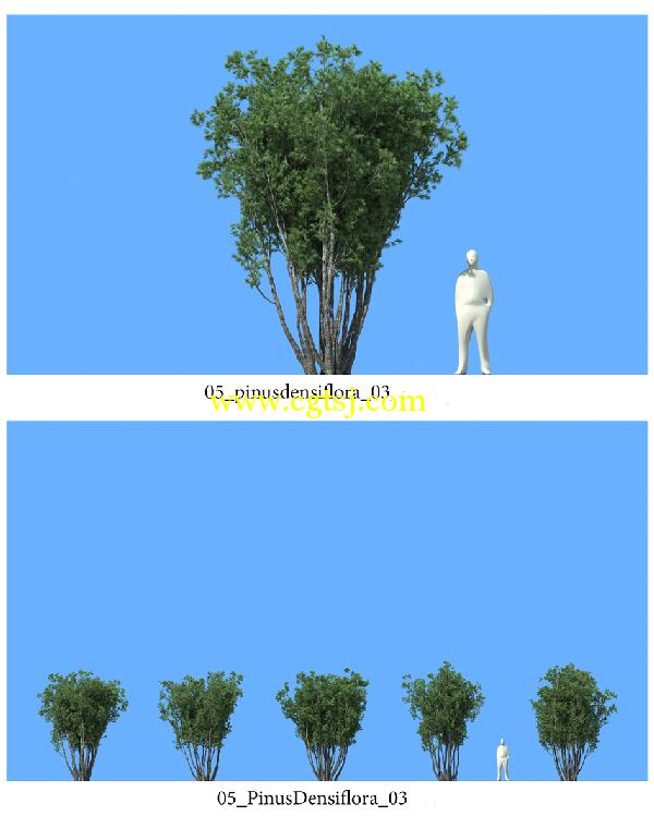松树3D模型合辑的图片10