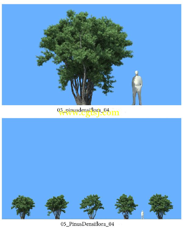松树3D模型合辑的图片11