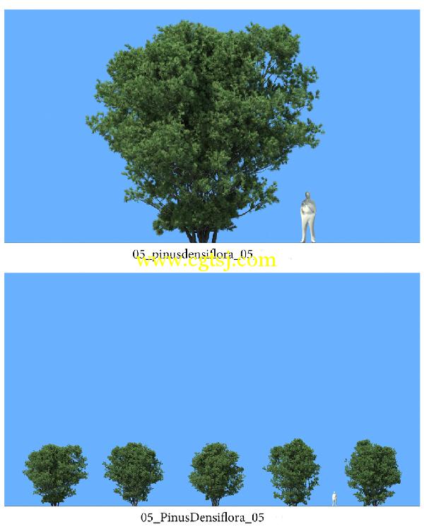 松树3D模型合辑的图片12