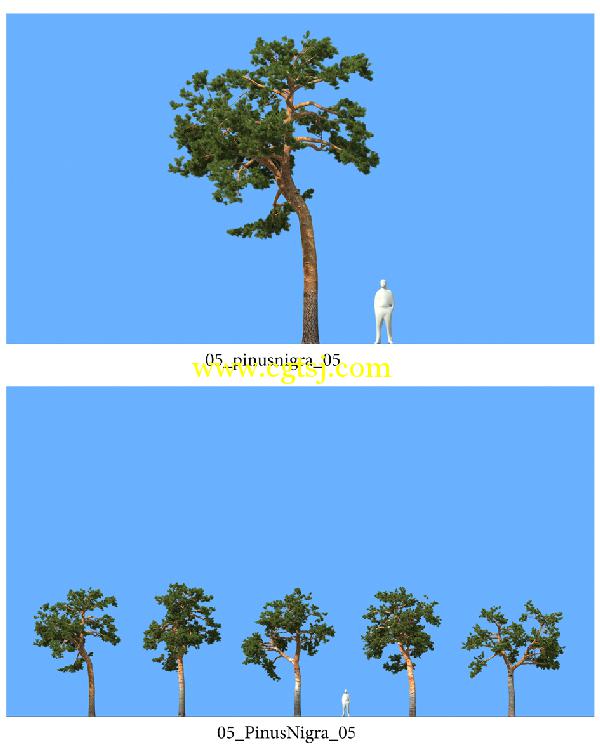 松树3D模型合辑的图片13