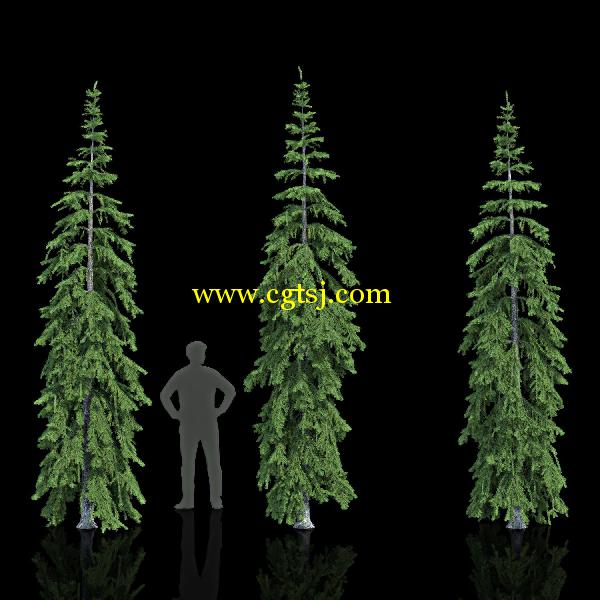 枞树3D模型合辑的图片5