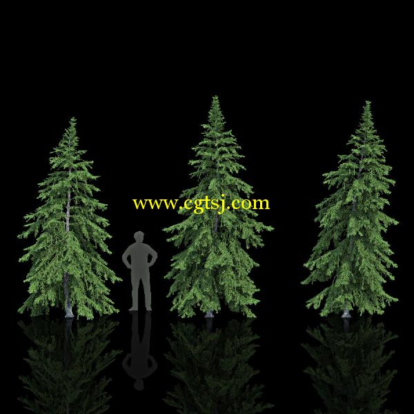 枞树3D模型合辑的图片6