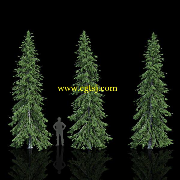 枞树3D模型合辑的图片7