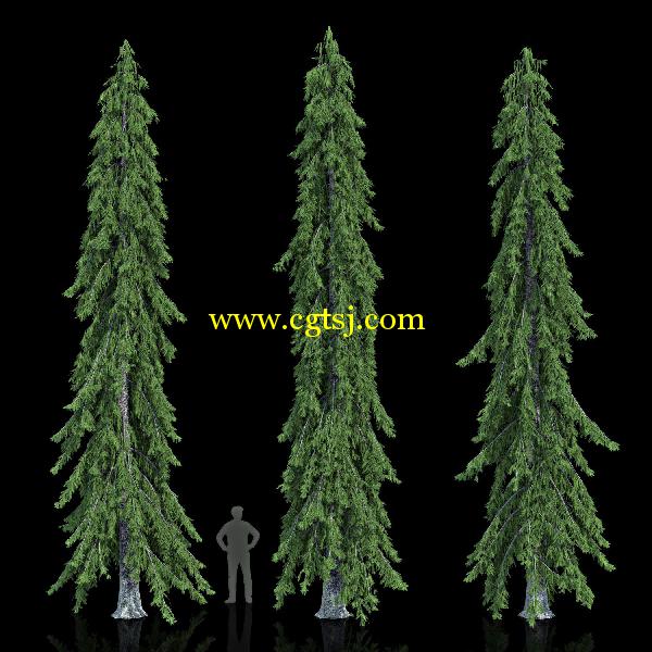枞树3D模型合辑的图片9