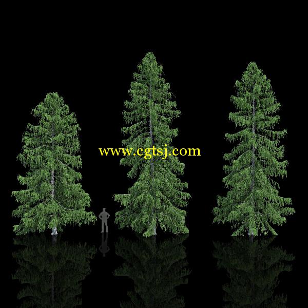 枞树3D模型合辑的图片12