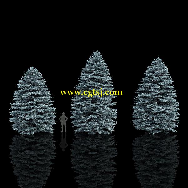 枞树3D模型合辑的图片25
