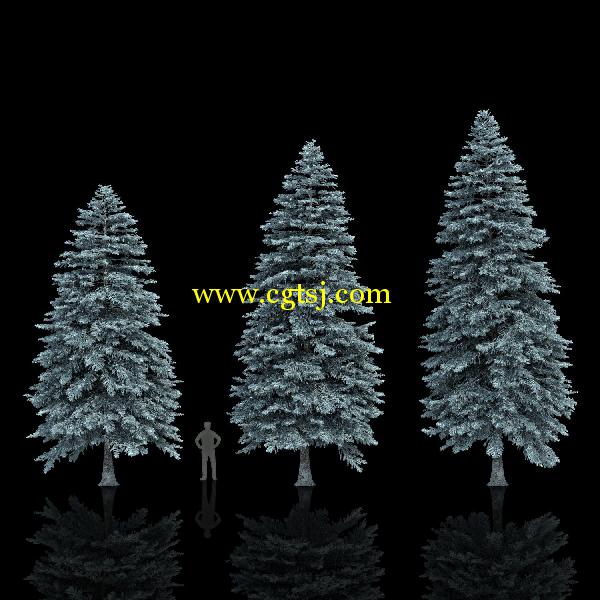 枞树3D模型合辑的图片26