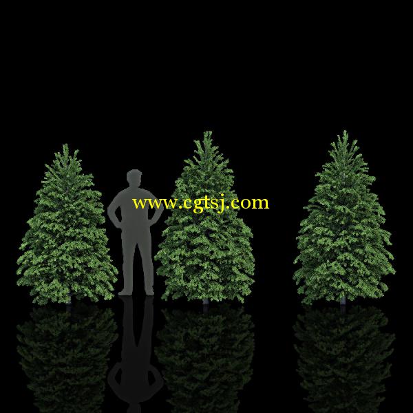 枞树3D模型合辑的图片28