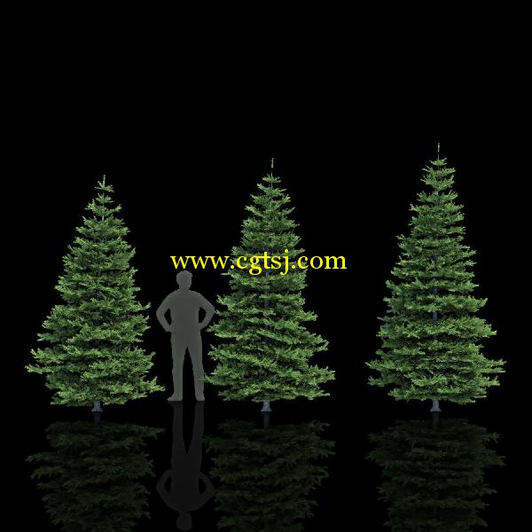 枞树3D模型合辑的图片29