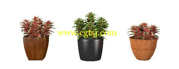 盆栽植物花3D模型合辑的图片10