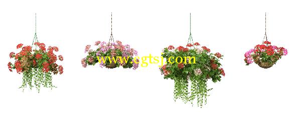 盆栽植物花3D模型合辑的图片19