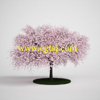 树木3D模型合辑的图片2