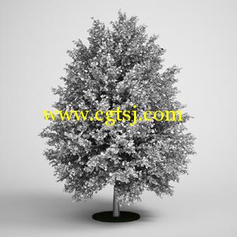 树木3D模型合辑的图片3