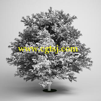 树木3D模型合辑的图片4
