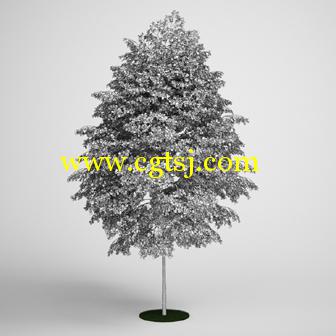 树木3D模型合辑的图片6