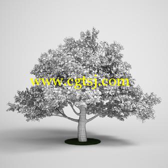 树木3D模型合辑的图片9