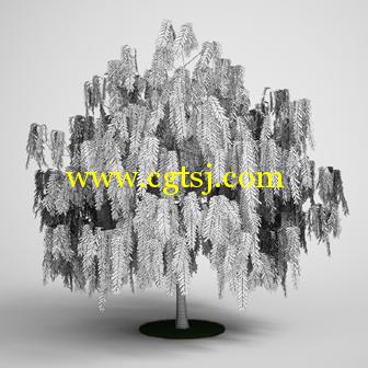 树木3D模型合辑的图片11