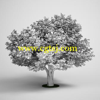 树木3D模型合辑的图片12