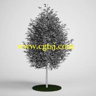 树木3D模型合辑的图片14