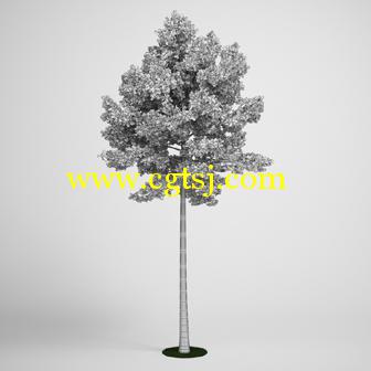 树木3D模型合辑的图片19