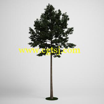 树木3D模型合辑的图片20