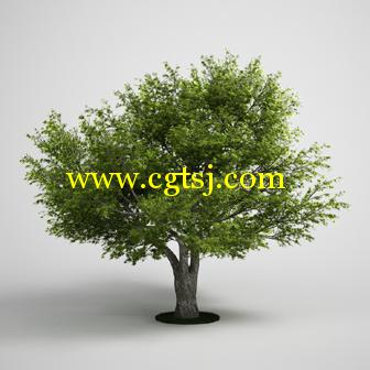 树木3D模型合辑的图片23