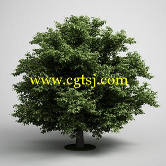 树木3D模型合辑的图片25
