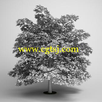 树木3D模型合辑的图片26