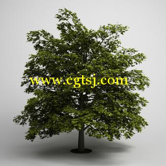 树木3D模型合辑的图片27