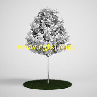树木3D模型合辑的图片28