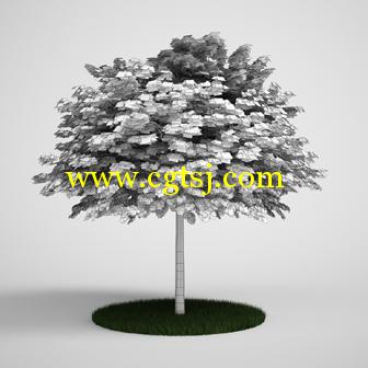树木3D模型合辑的图片29