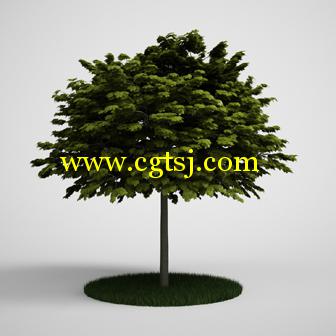 树木3D模型合辑的图片30