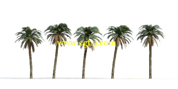 棕榈树3D模型合辑的图片2
